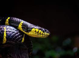 Mangrove Snake Boiga Dendrophila Snake Mangrove Animals