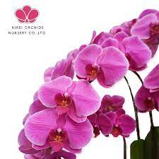 Big Chili Phalaenopsis Flower Orchid Seedling Plants Buy Export The Orchids Plants Flower Tissue Culture Orchide Seedling For Sale Taiwan High Quality Wedding Decorations Real Paphiopedilum Orchids Flowers Wholesale Asia Festival Live Butterfly