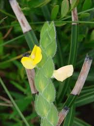 Image result for Zornia glochidiata