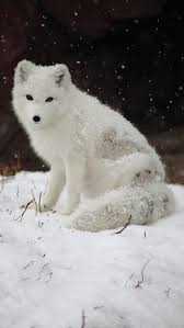 Maybe you would like to learn more about one of these? Beautiful Cute Baby Arctic Fox Novocom Top