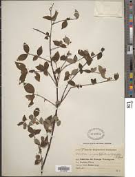 Image result for Mostuea brunonis