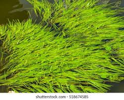 Image result for Zosteraceae