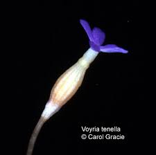 Image result for Voyria