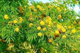 Image result for Acacia afra