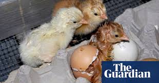 How can you tell if an egg is bad? Talking Chickens The Chicks Arrive Gardens The Guardian