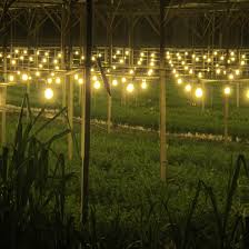 Strawberry farm is an absolute must if you visit cameron highlands. Cameron Highlands Malaysia Strawberry Farm Cameron Highlands Strawberry Farm Malaysia