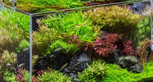 We did not find results for: 25 Gallon Fish Tank Setup Complete Aquatic Systems