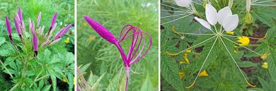 Image result for Cleome oxyphylla