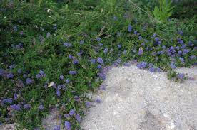 Check spelling or type a new query. California Native Plant Ground Cover Plants
