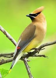 Birds Of East Texas Photos Geddie S East Texas Birds A Pictorial Reference Birds Colorful Birds Backyard Birds