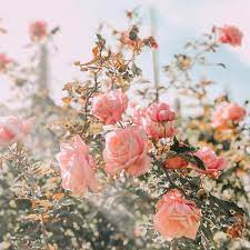 Find over 100+ of the best free aesthetic flower images. 11 11 On Twitter Flower Aesthetic Beautiful Flowers Pretty Flowers