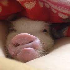 63 Pigs Ideas Baby Pigs Pig Cute Pigs