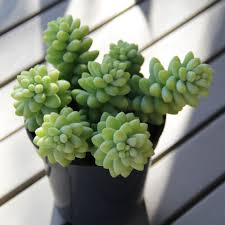 Image result for Sedum