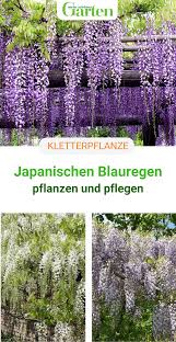 Blauregen, kletterhortensien, geißblatt & co. Pin Auf Kletterpflanzen