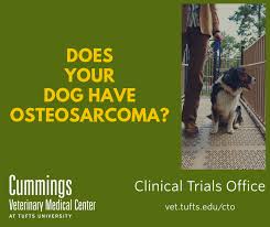 Symptoms of bone cancer in dogs can appear subtly, especially in the early stages of the disease. New Drug Treatments For Osteosarcoma Bone Cancer With Spread To The Lung Clinical Trials Office