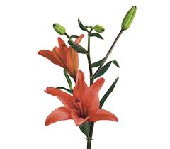 Wedding Anniversary Gift Ideas Lily Flower Flower Meanings Flowers