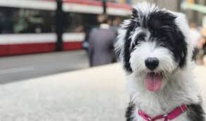Mini poodle this precious f1b mini sheepadoodle is sure to be a great addition to your family! 6 Best Sheepadoodle Breeders In Ohio 2021 We Love Doodles