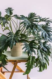 Caring For Your Philodendron Xanadu On Soonafternoon Philodendron Plant Plants Hanging Plants