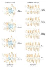 Image result for Dentition
