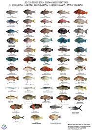 Kerap dijadikan sebagai ikan hias sebab warnanya jenis ikan laut ekonomis penting berikutnya ialah terubuk. Jenis Jenis Ikan Laut Hobi Mancing