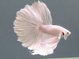 Beta Fish Pink Fish Betta Fish Types Betta Fish