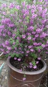 Suitable for planting around parks and playgrounds, and on rural and large urban properties. Prostanthera Rotundifolia Australian Mint Bush Very Fragrant Australian Native Plants Plants Native Garden
