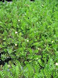 Image result for Leptactina platyphylla