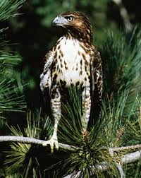 2017 hawks on hawks (video documentary short) self. Hawk Bird Britannica