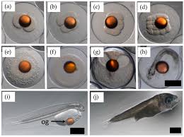 I took out some of the eggs because most were getting eaten. Fishes Free Full Text Induced Spawning Of F1 Wreckfish Hapuku Polyprion Oxygeneios Using A Synthetic Agonist Of Gonadotropin Releasing Hormone Html