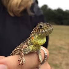 Have you spotted a Grassland Earless Dragon in Canberra? Ecologist Dr Murray  Evans explains the latest lizard count