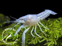 Image result for Vepris allenii