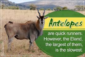 Our suggestion is that you update to the latest version of the game. A List Of African Antelope Species With Awesome Facts And Photos Animal Sake