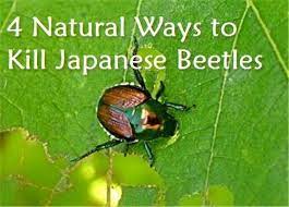 Get my free guide to naturally controlling pests in your garden! Pin On Outdoors