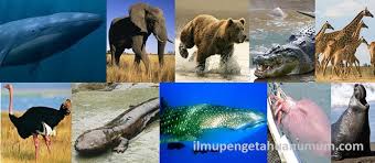 Gajah laut terbesar di dunia. Daftar 10 Hewan Terbesar Di Dunia