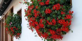 We did not find results for: Muscata Curgatoare Plantare Si Ingrijire Sfatul Gradinavesela Ro