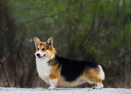 Two separate breeds are recognised: Hazelmere Pembroke Welsh Corgis Home Facebook