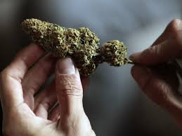 A maconha comestível pode apresentar riscos à saúde - 22042019 - UOL  VivaBem