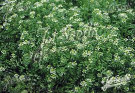 Image result for Nasturtium officinale
