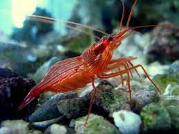 We hope you will join us and that you find this site useful. Tired Of A Wrecked Reef These Peppermint Shrimp Eat Aiptasia In The Reef Tank