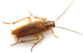 House crickets and field crickets share in common large heads, hind legs adapted for jumping, and stout, unmovable spines on the hind legs. Crickets In Southern Arizona University Termite Pest Control Inc