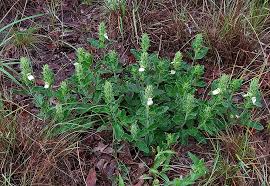 Image result for Pogonospermum subsessile