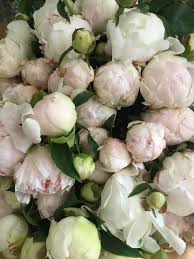 Our website offers fresh flowers including roses, daisies, iris, lily, and daisy compositions, orchids for any occasion for vancouver delivery. Plants Archives Page 3 Of 46 Debra Prinzing