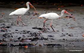 Image result for Ibis White 2017 Q1