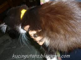 Warna najis dan tahap kesihatan bayi ketika ini masih normal. Kucing Utara October 2011