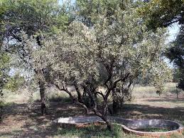 Image result for Ozoroa paniculosa