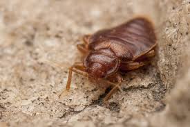 It's much easier to control them if they are found early, [when there are only a few of. Best Bed Bug Exterminator In Philadelphia Pa Prodigy Pest Solutions
