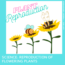 Maybe you would like to learn more about one of these? Science Reproduction Of Flowering Plants Lup Wai Parent Whisperer