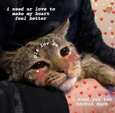 28 Cat Memes Love Quotations And Quotes Cute Memes 28 Cat Memes Love Katzen Memes Susse Memes Susse Liebe