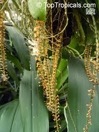 Image result for Chamaeangis