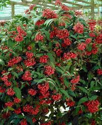 Image result for Cestrum elegans
